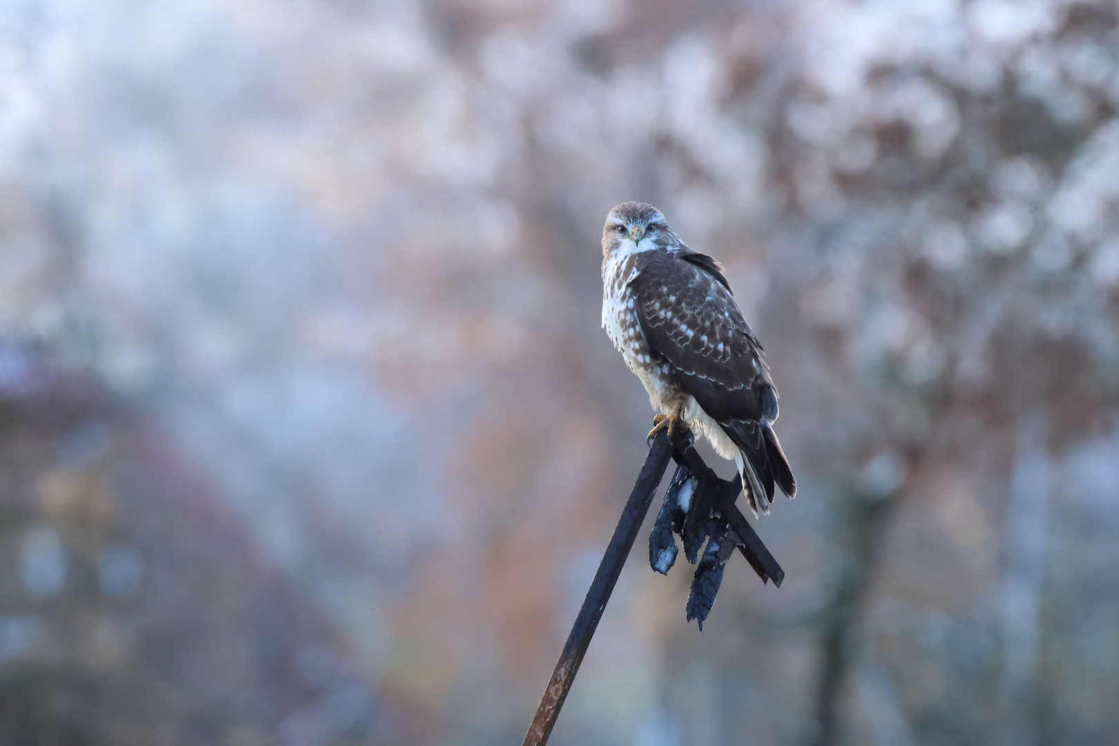 Mäusebussard