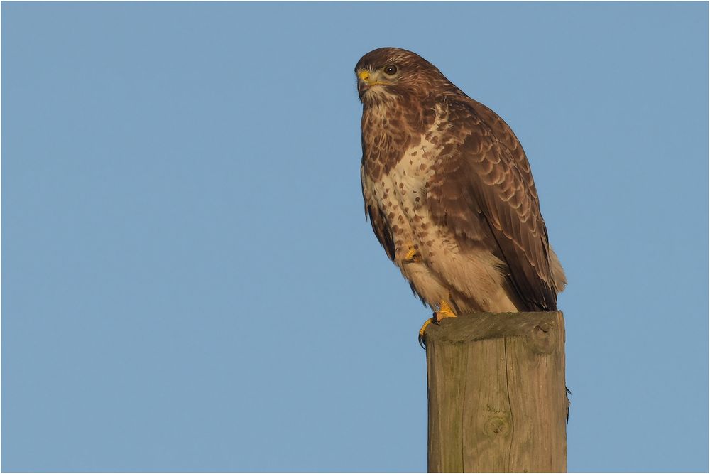 Mäusebussard