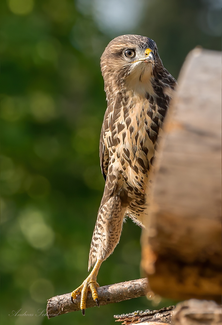 Mäusebussard