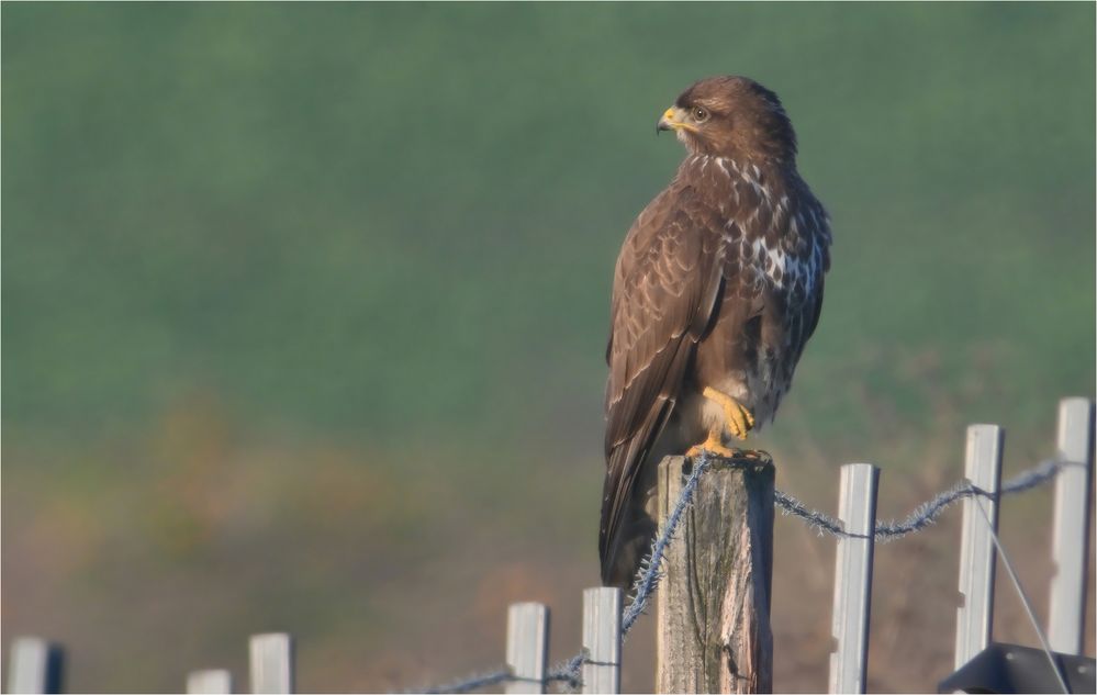 Mäusebussard