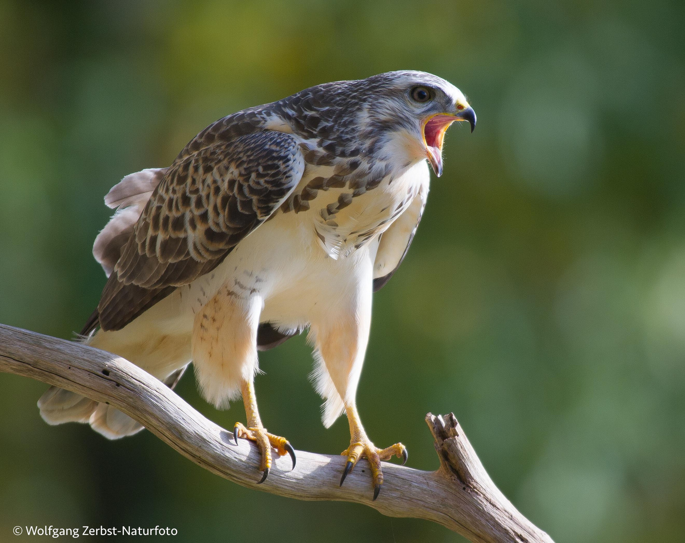 ---Mäusebussard ---