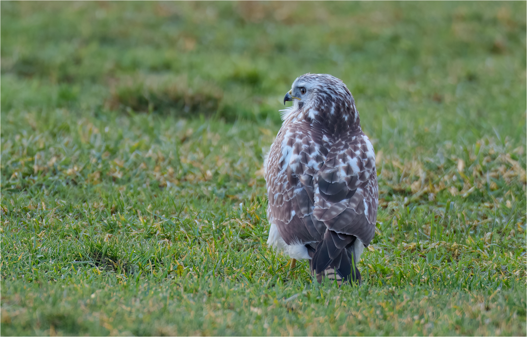 Mäusebussard