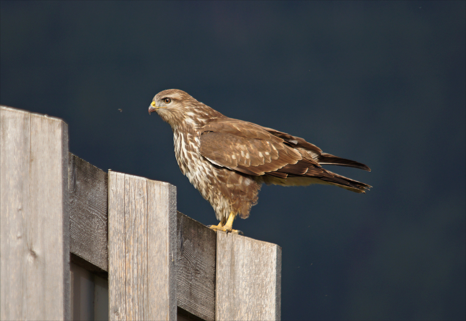 Mäusebussard