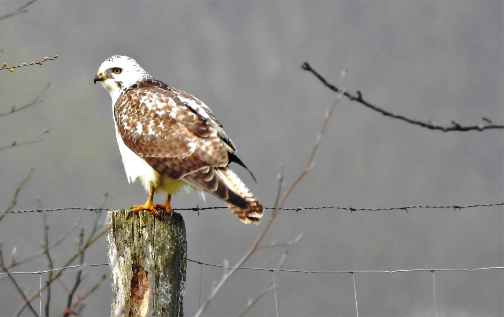 Mäusebussard