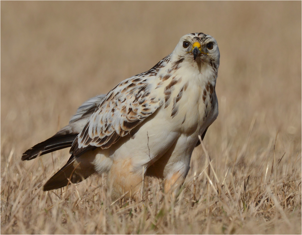 Mäusebussard