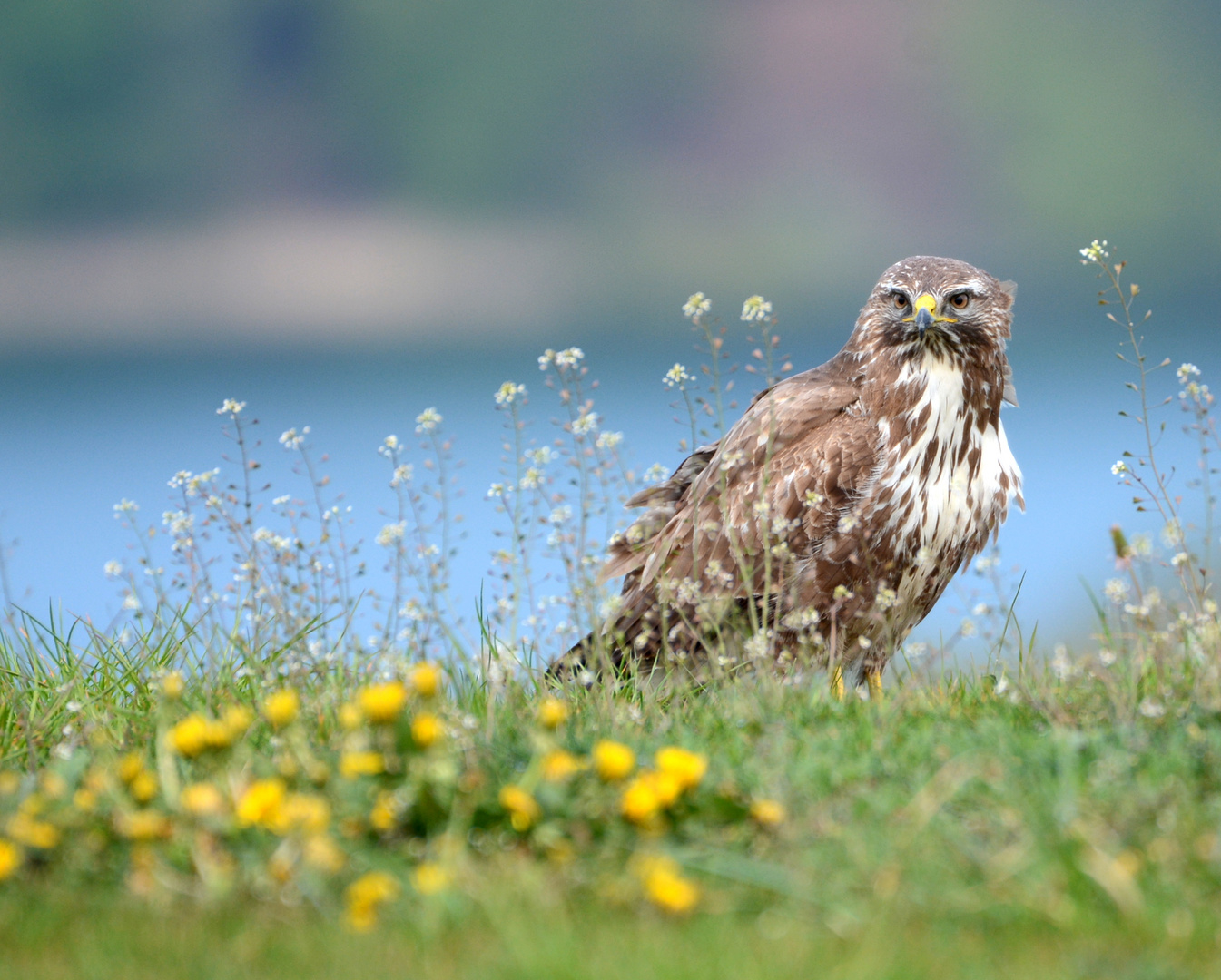 Mäusebussard