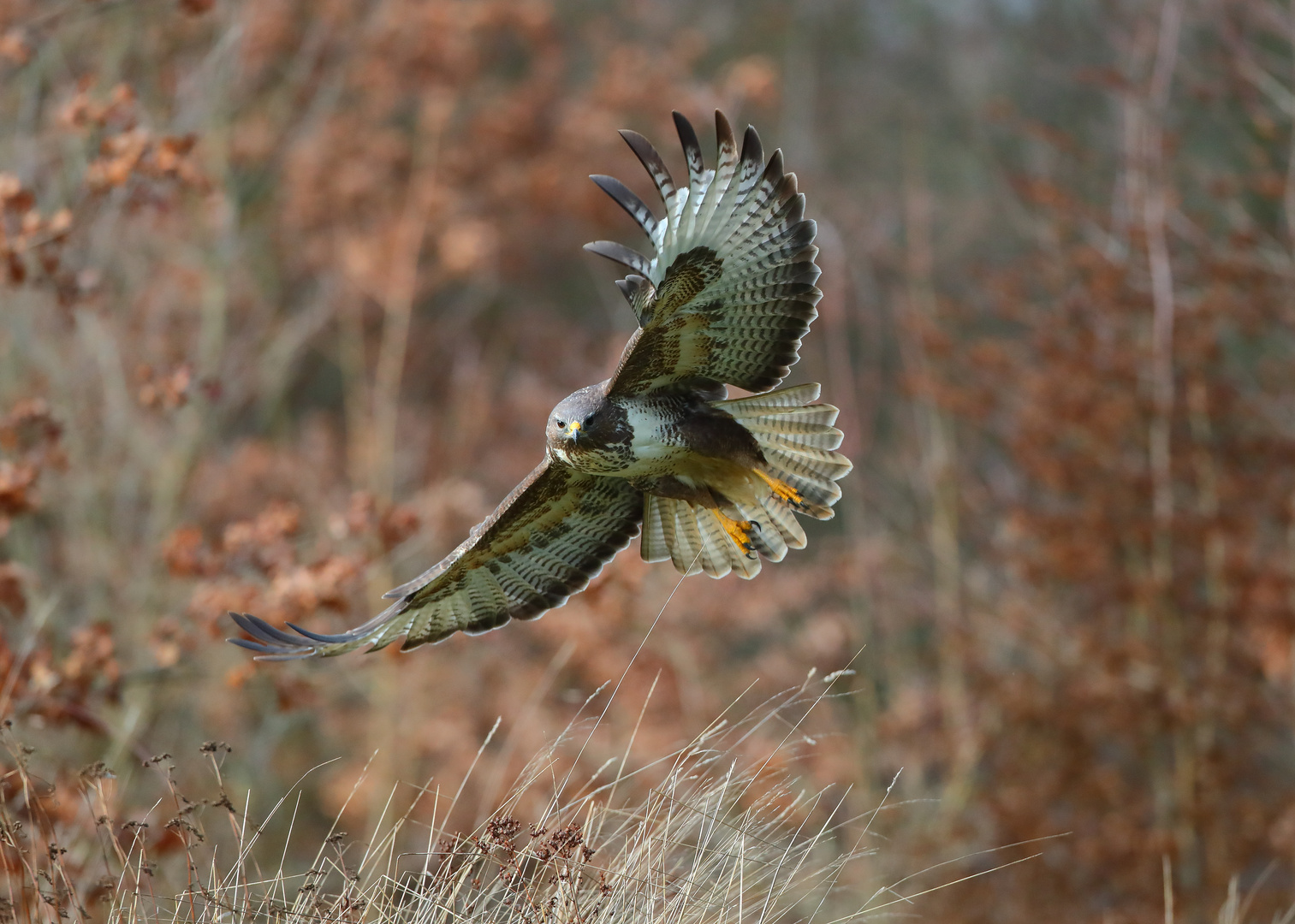 Mäusebussard