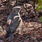 Mäusebussard