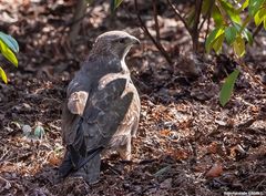 Mäusebussard