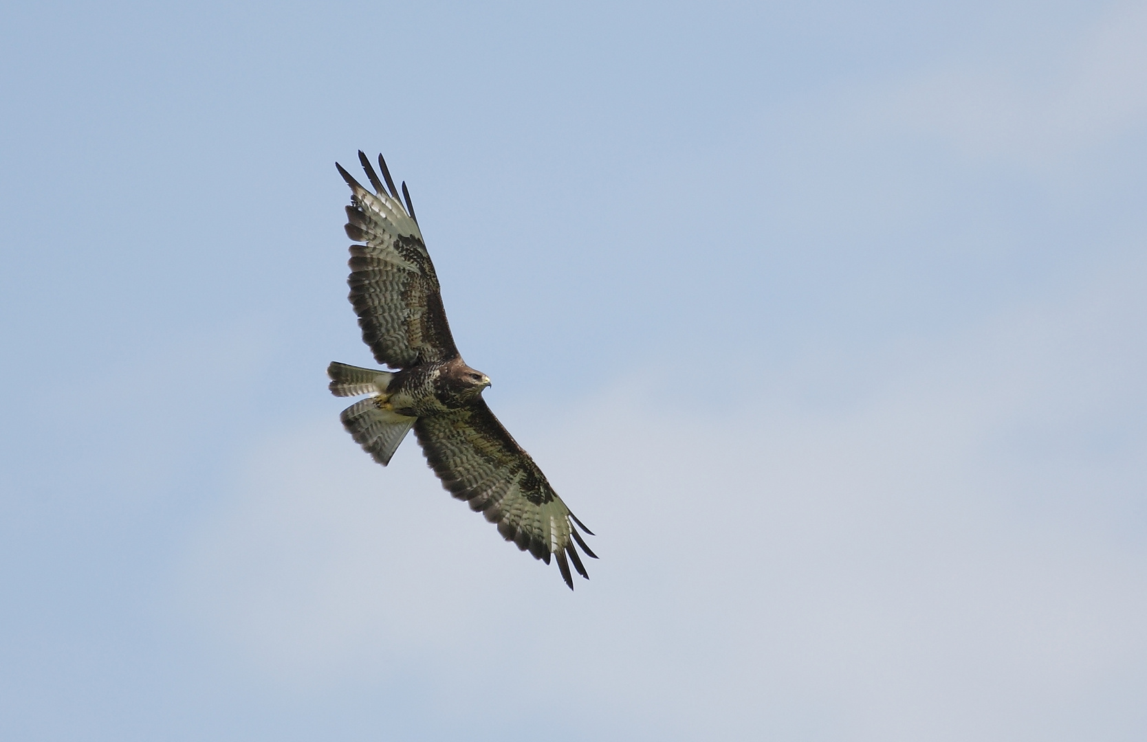 Mäusebussard