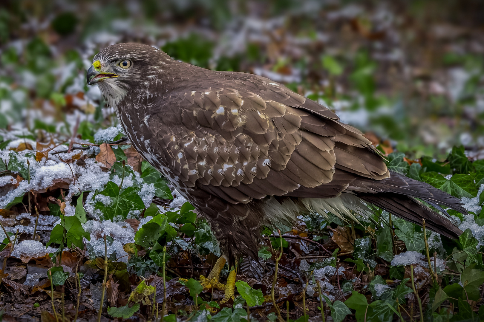 Mäusebussard  