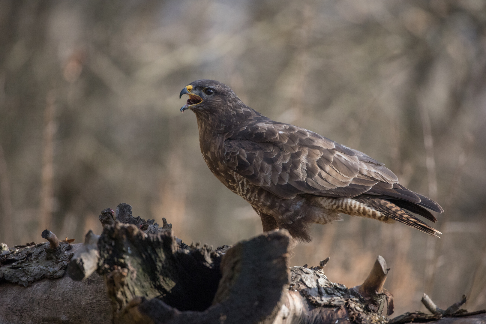 Mäusebussard