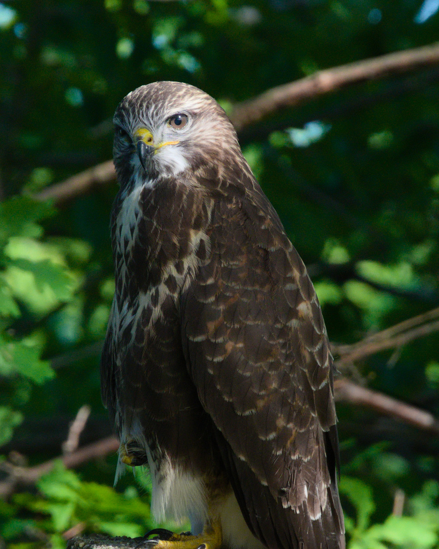 Mäusebussard