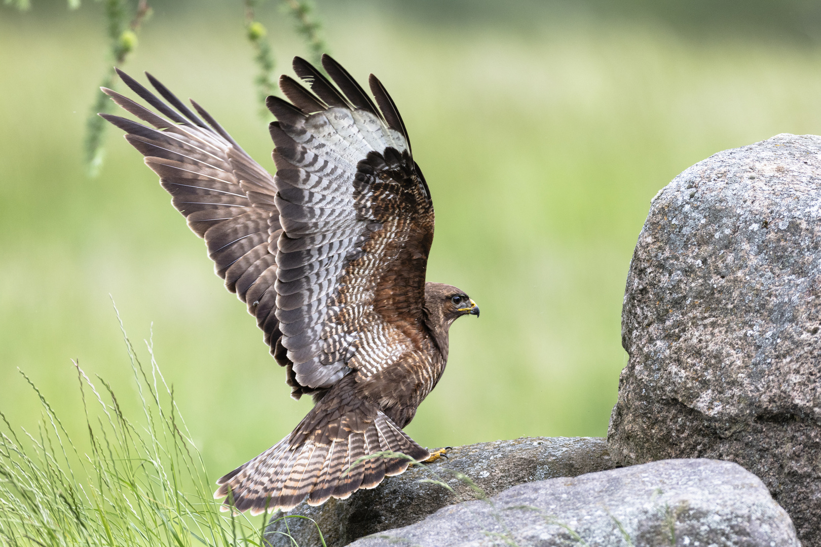 Mäusebussard