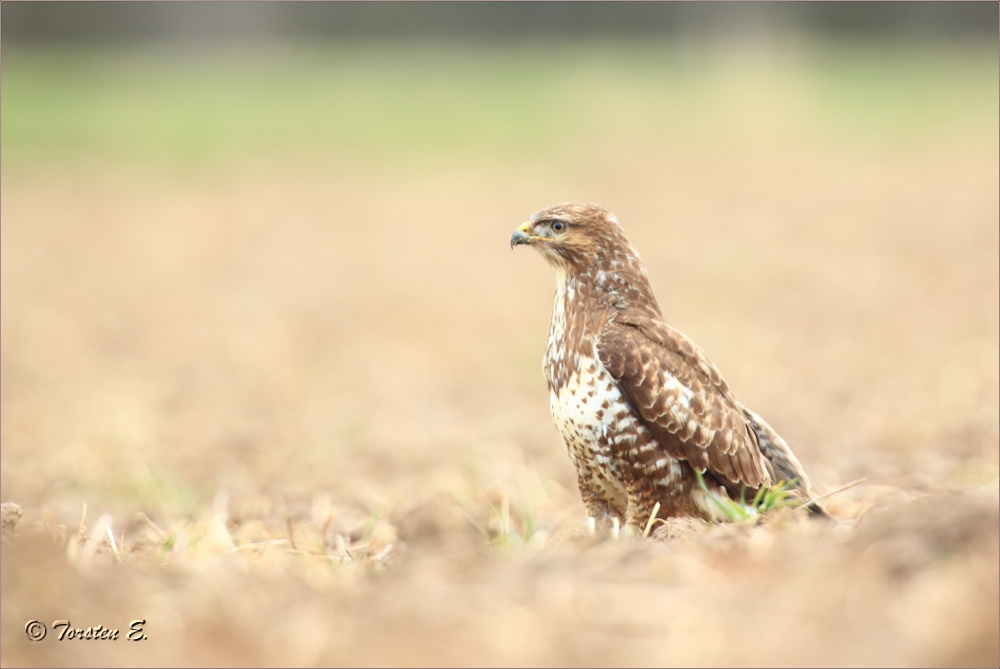 Mäusebussard