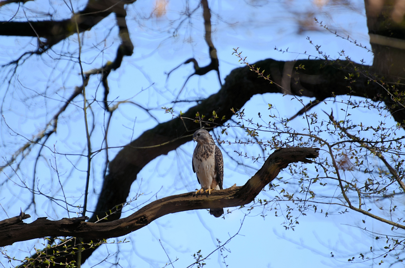 Mäusebussard