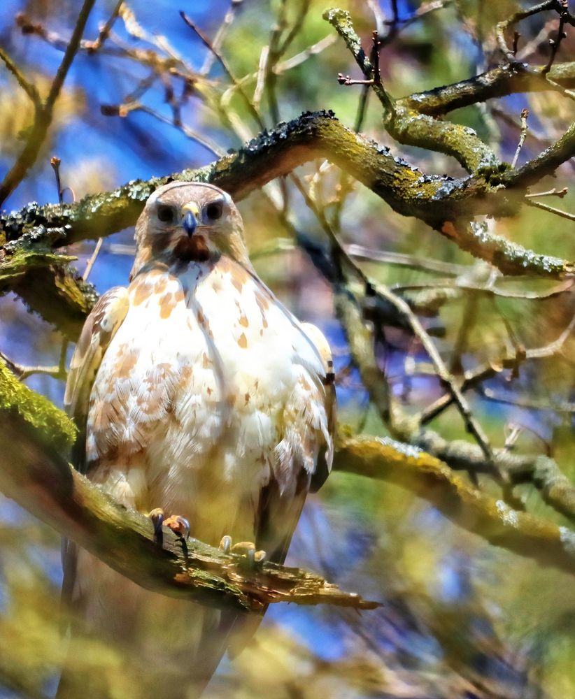 Mäusebussard