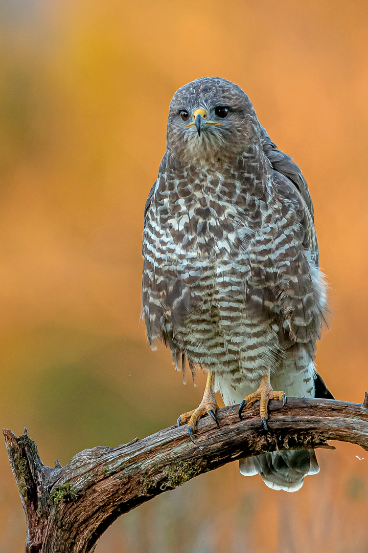 Mäusebussard