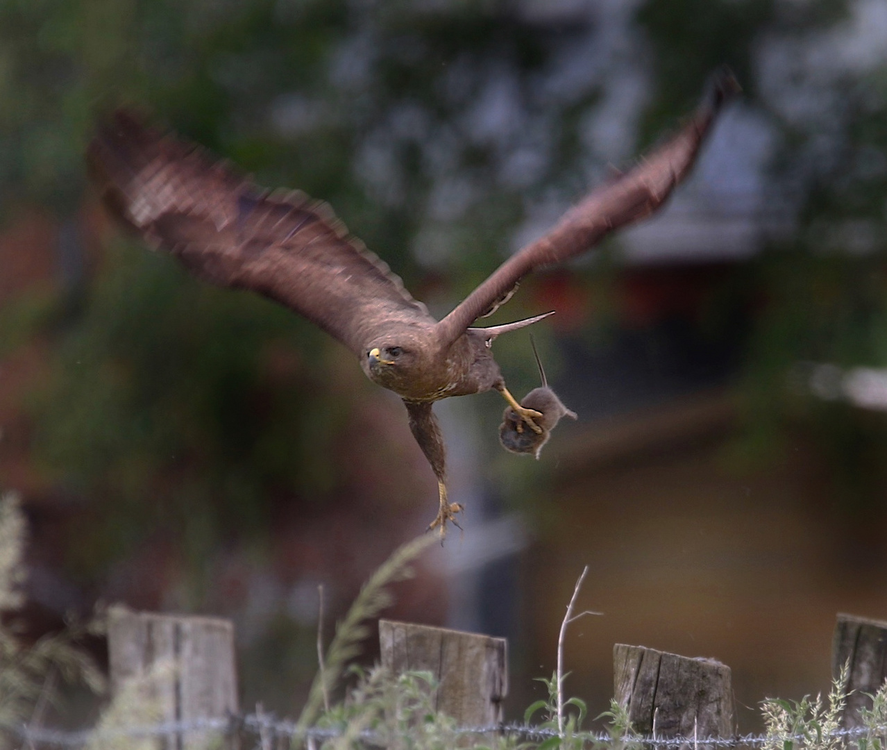 Mäusebussard