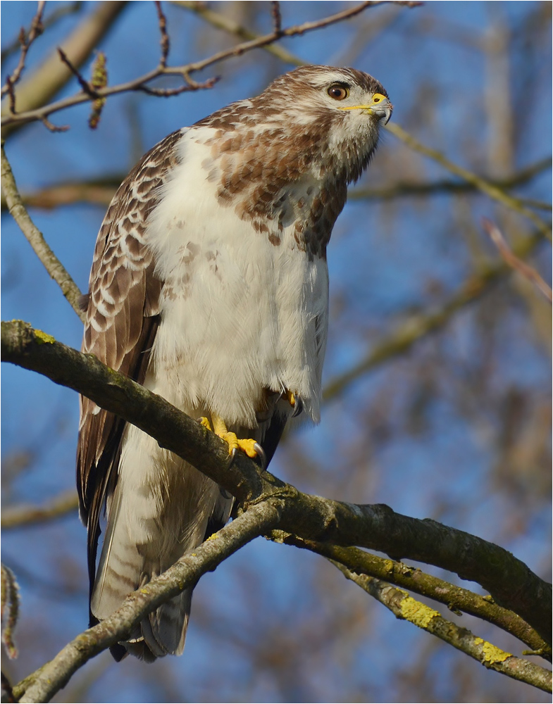 Mäusebussard