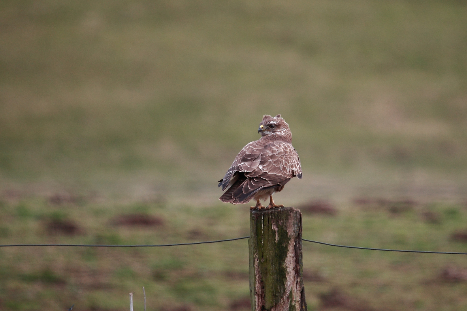 Mäusebussard