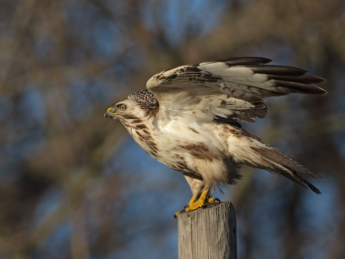 Mäusebussard 