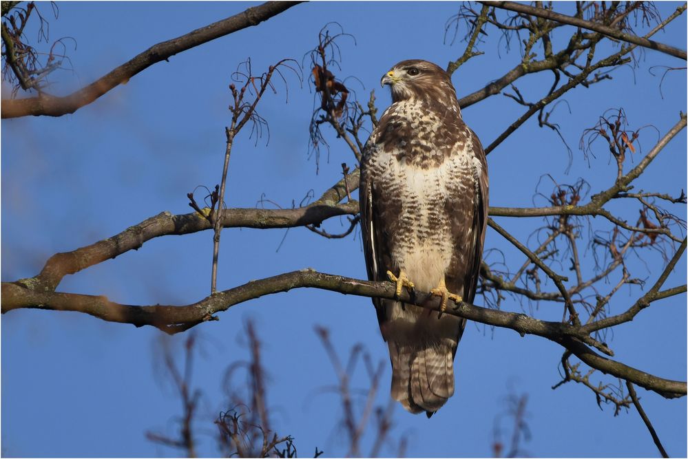 Mäusebussard