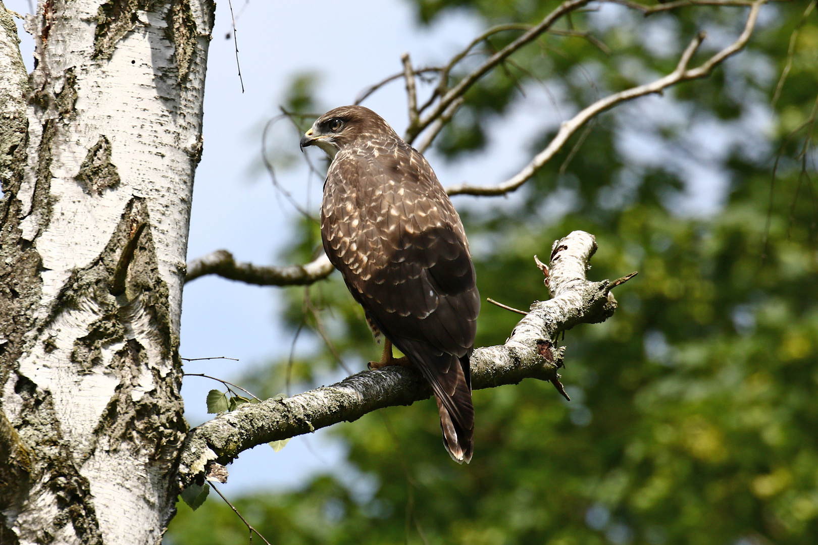 Mäusebussard