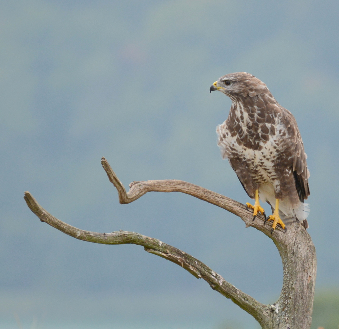 Mäusebussard