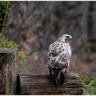 - Mäusebussard ein Blick zurück - ( Buteo buteo )