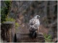 - Mäusebussard ein Blick zurück - ( Buteo buteo ) von Wolfgang Zerbst - Naturfoto