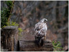 - Mäusebussard ein Blick zurück - ( Buteo buteo )