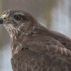 Mäusebussard -er findet noch eher Nahrung -Aas