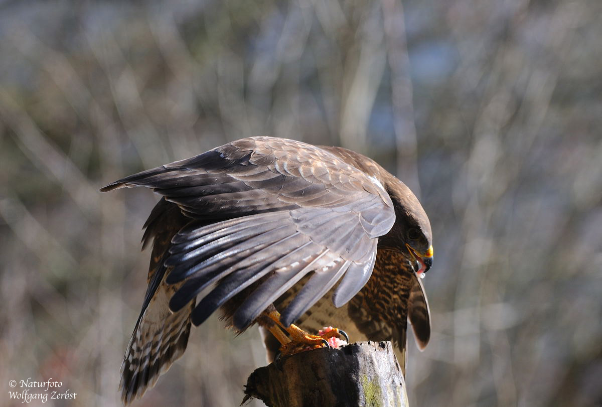 --- Mäusebussard er mantelt ---- ( Buteo buteo )