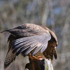 --- Mäusebussard er mantelt ---- ( Buteo buteo )