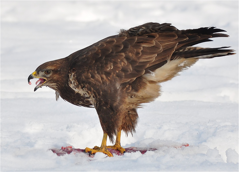 Mäusebussard