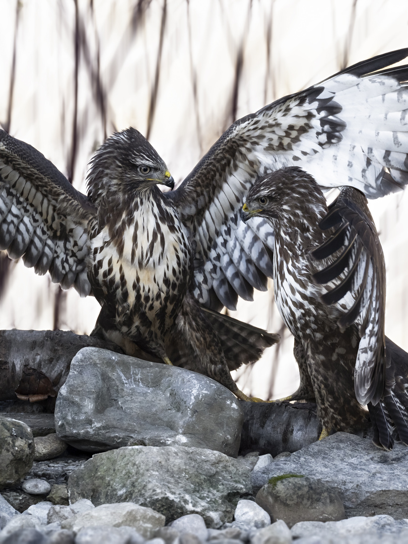 Mäusebussard