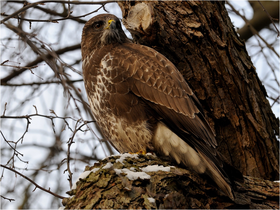 Mäusebussard