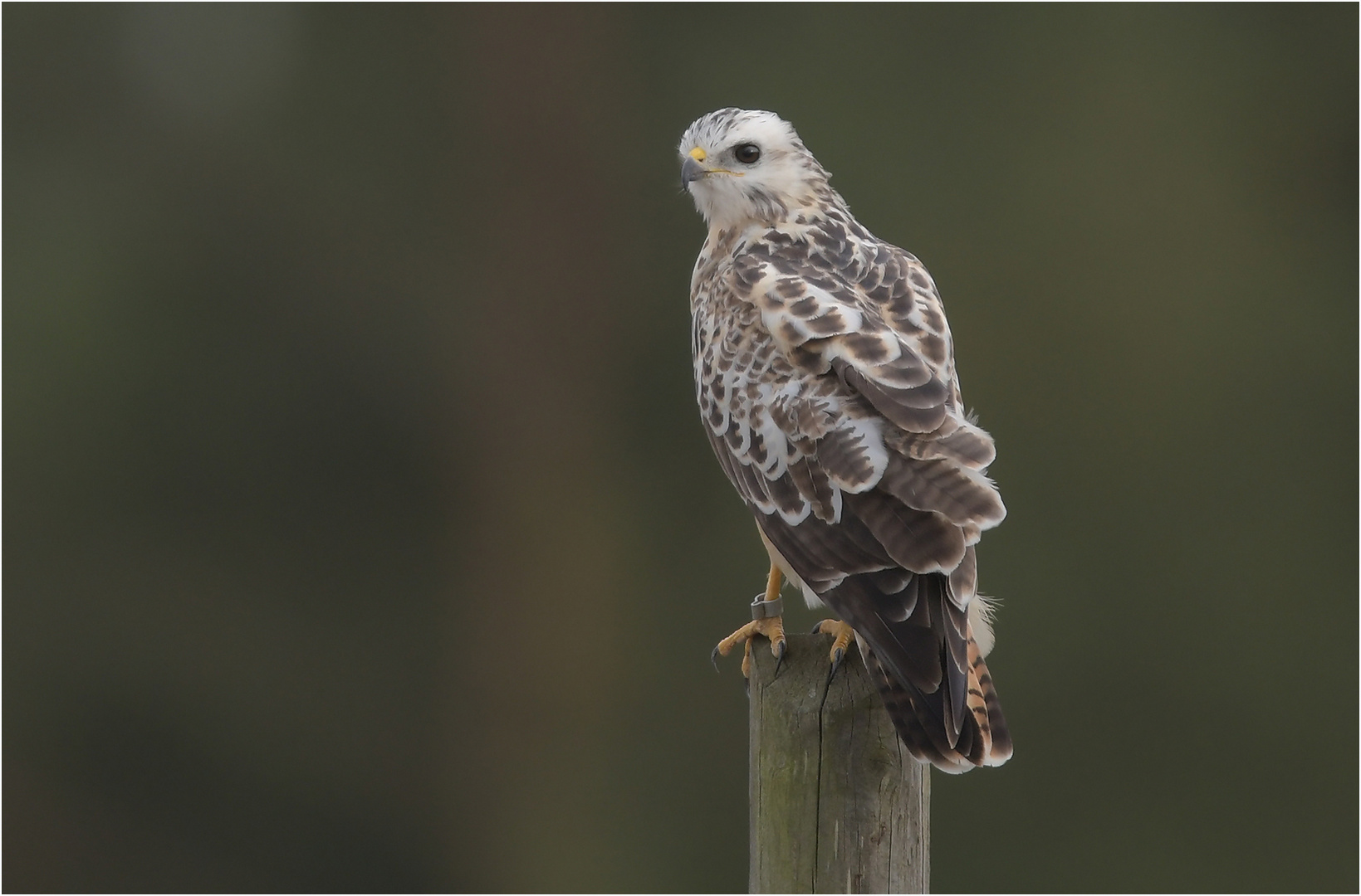 Mäusebussard