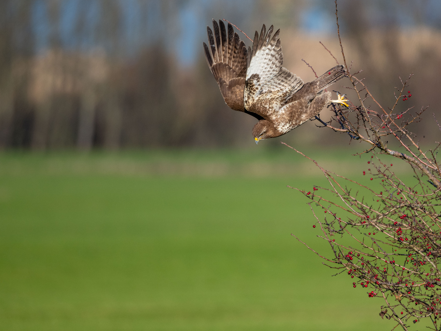 Mäusebussard