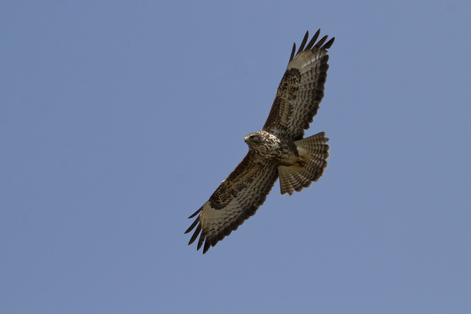 Mäusebussard