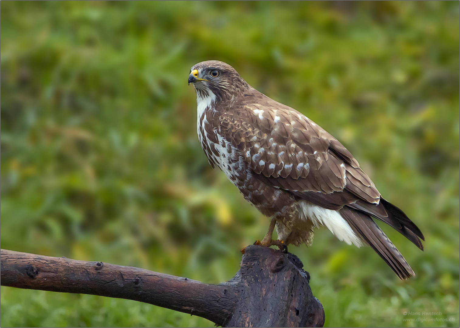 Mäusebussard