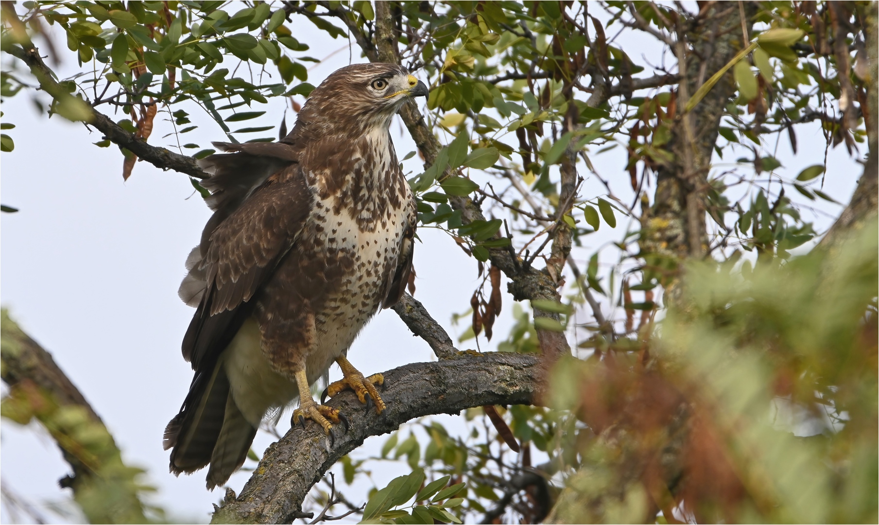 Mäusebussard 