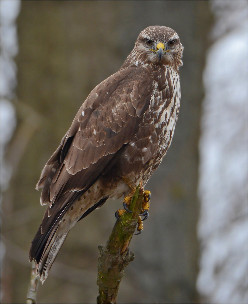 Mäusebussard