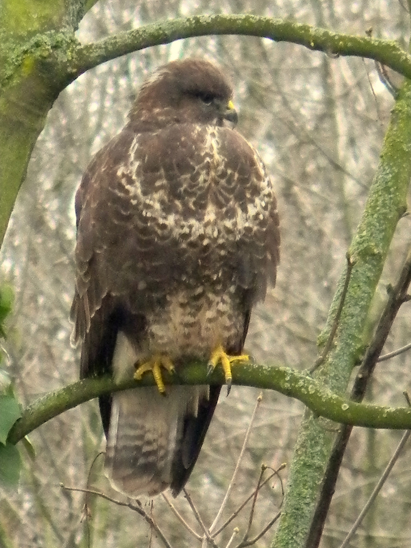 Mäusebussard