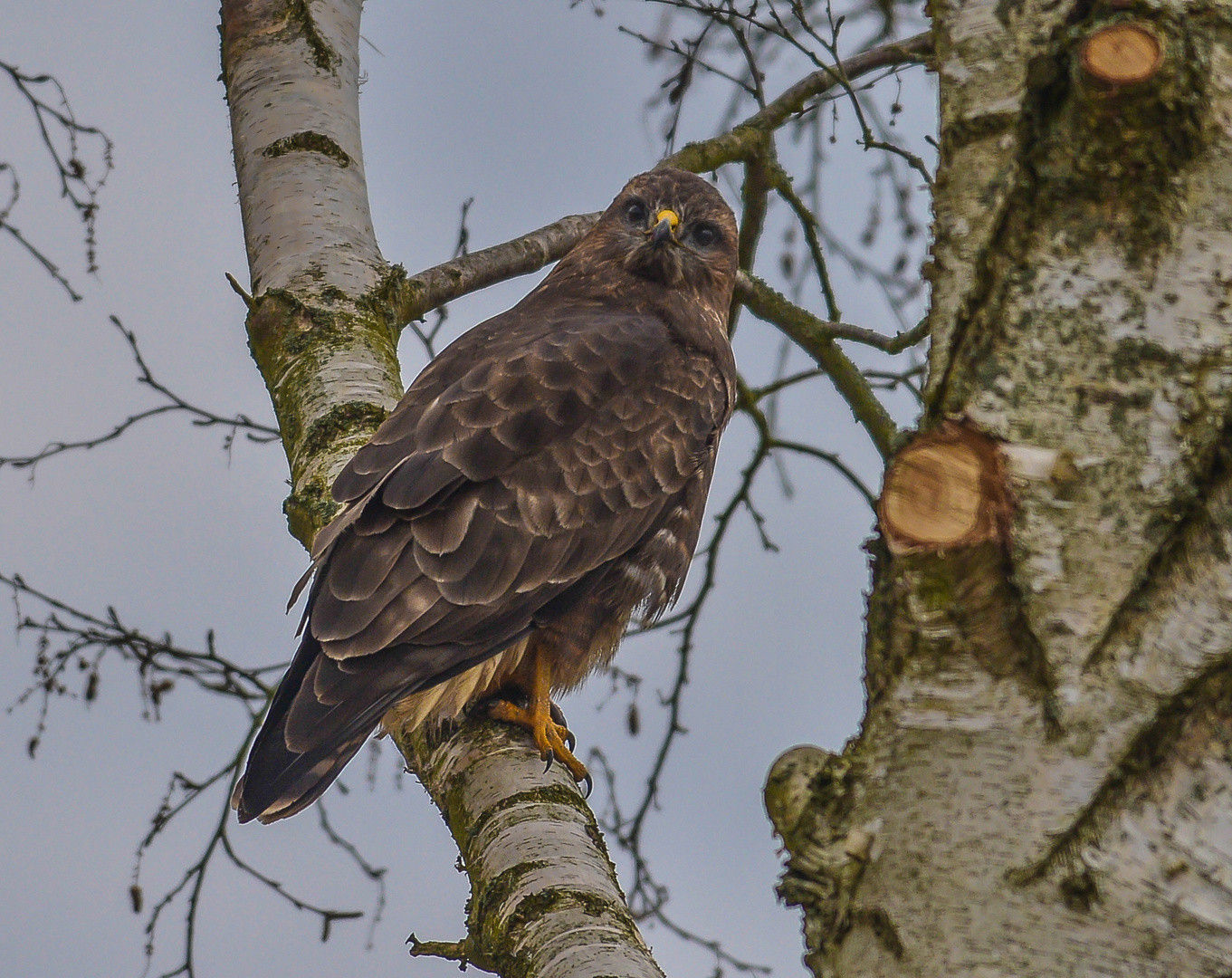 Mäusebussard