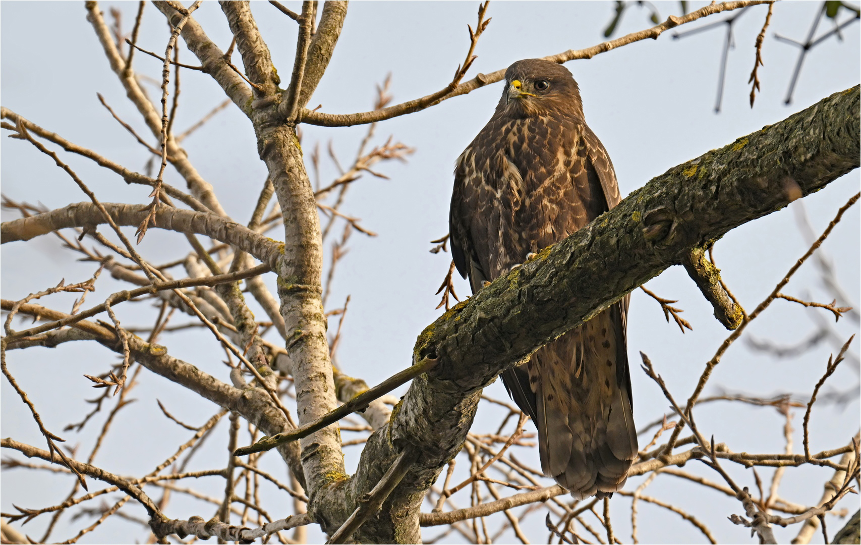 Mäusebussard