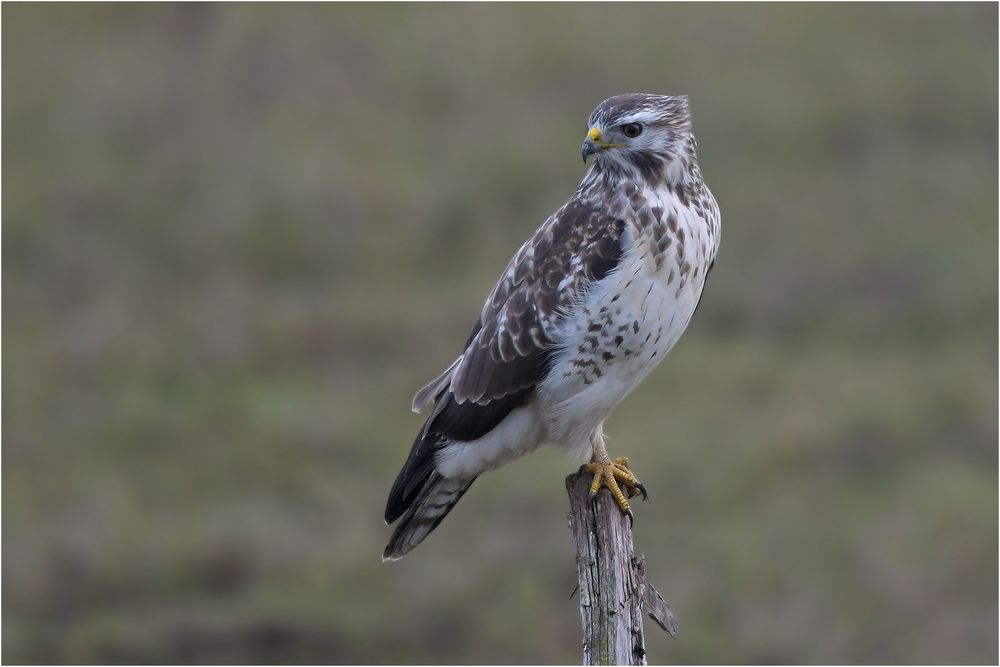 Mäusebussard