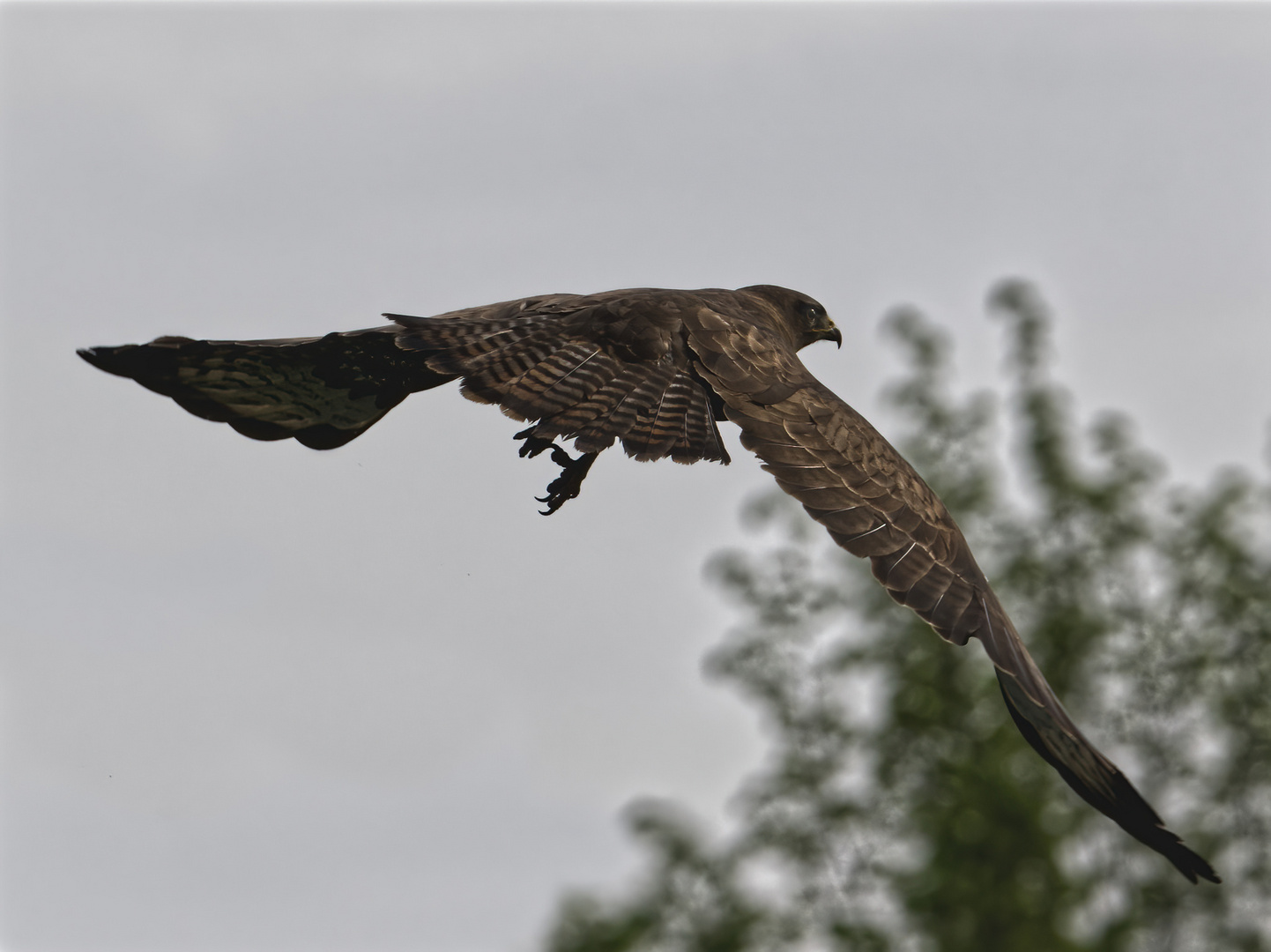 Mäusebussard