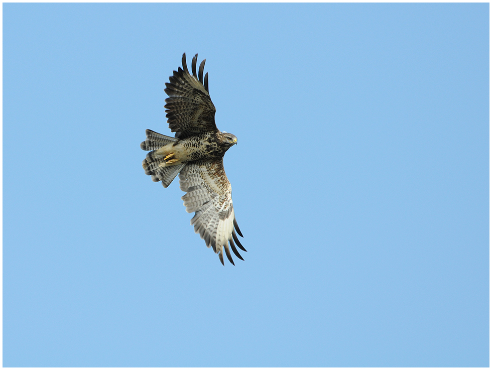 Mäusebussard